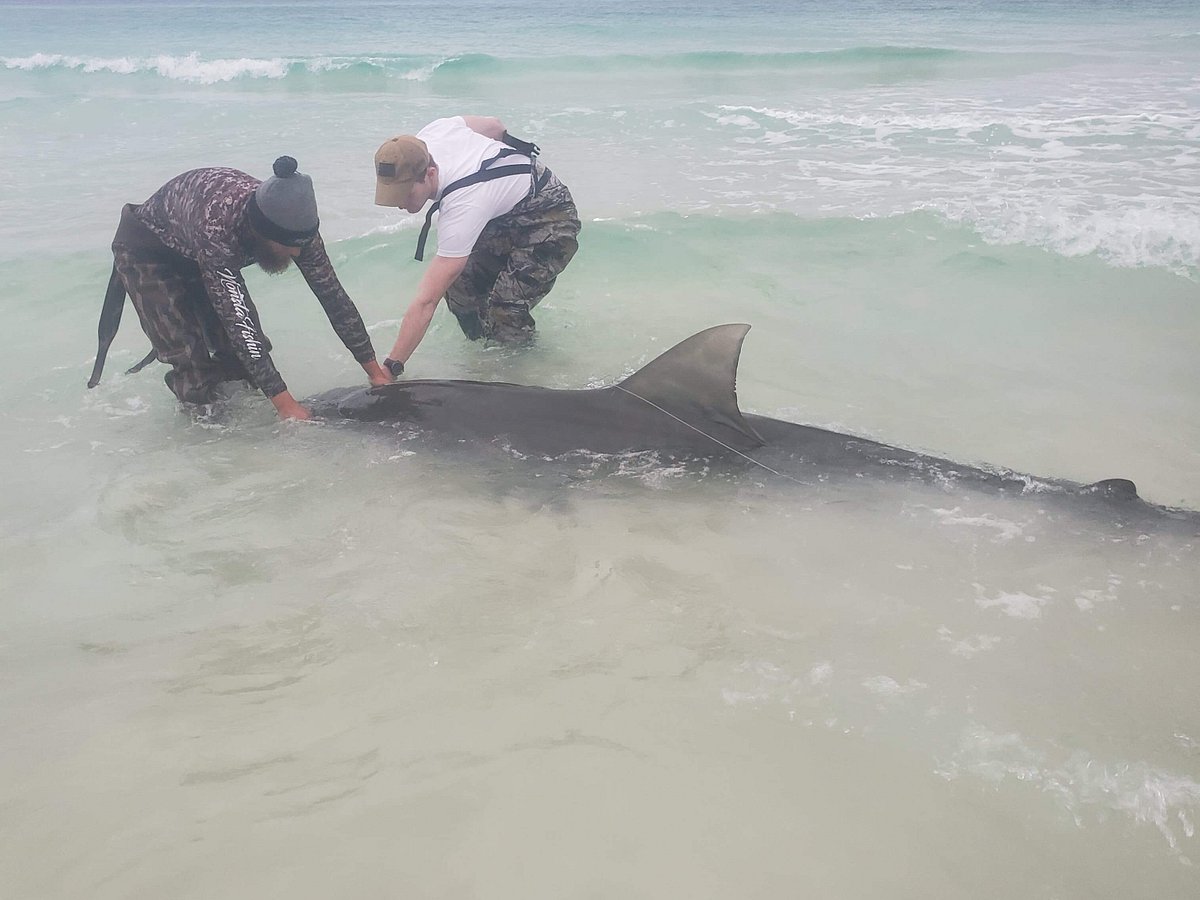 It's Shark Fishing Time in St. Pete Beach! Top Tips and Hot Spots