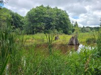 Mclane Creek Nature Trail (Olympia) - All You Need to Know BEFORE You Go