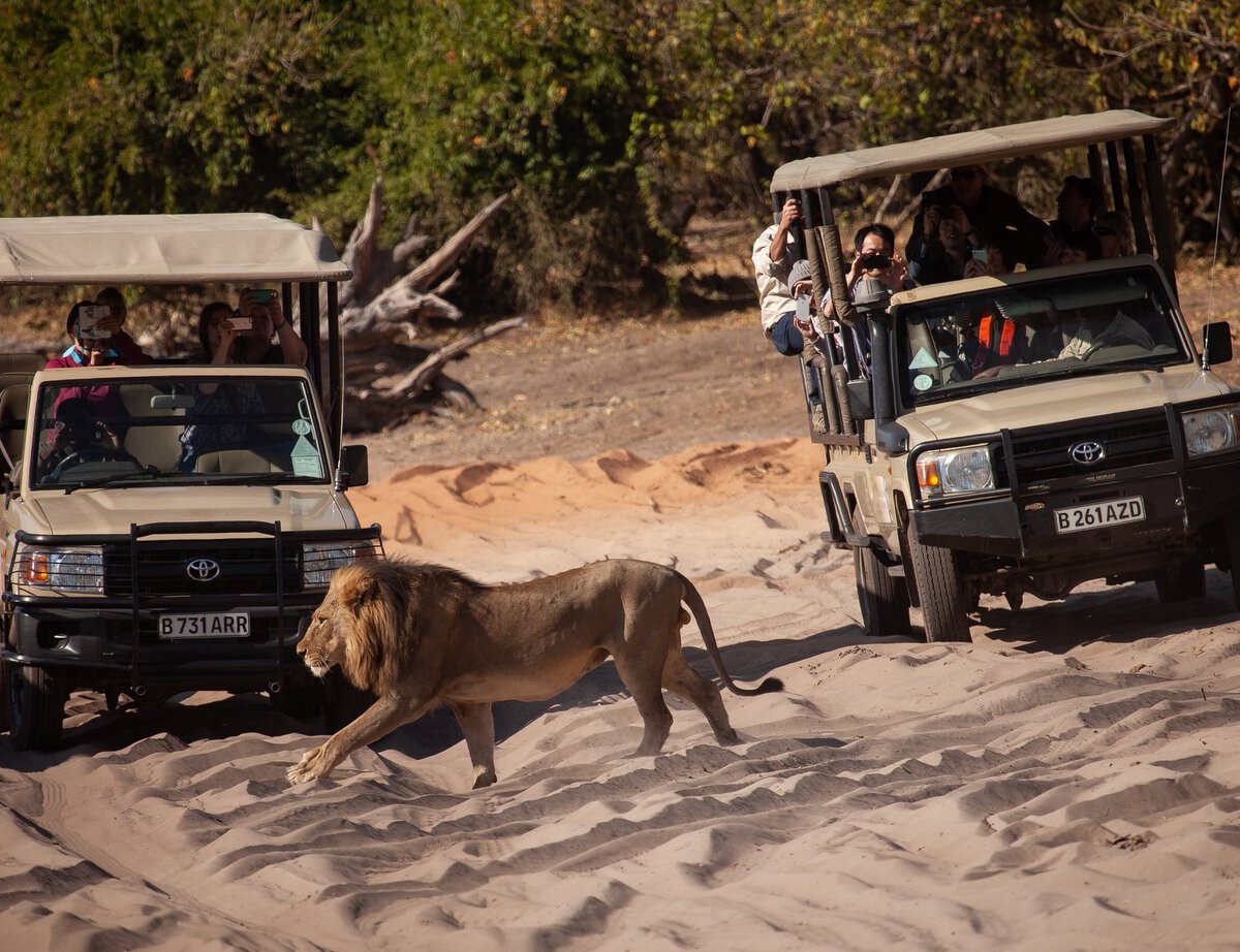 Kalahari Tours, Касане: лучшие советы перед посещением - Tripadvisor