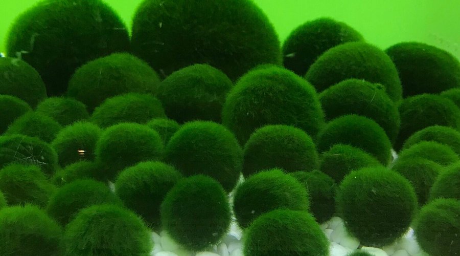 毬藻　Seaweed 😮