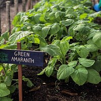 South Farm veggies