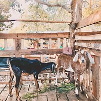 Animals in South Farm