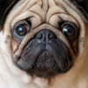 PugsOnAir