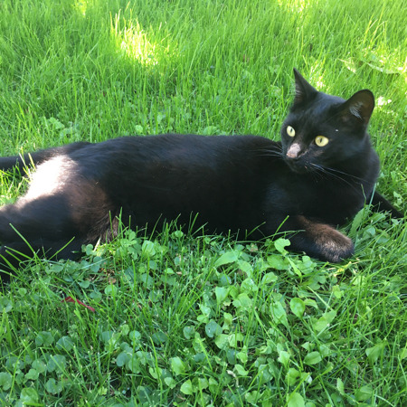 MissGattinoni