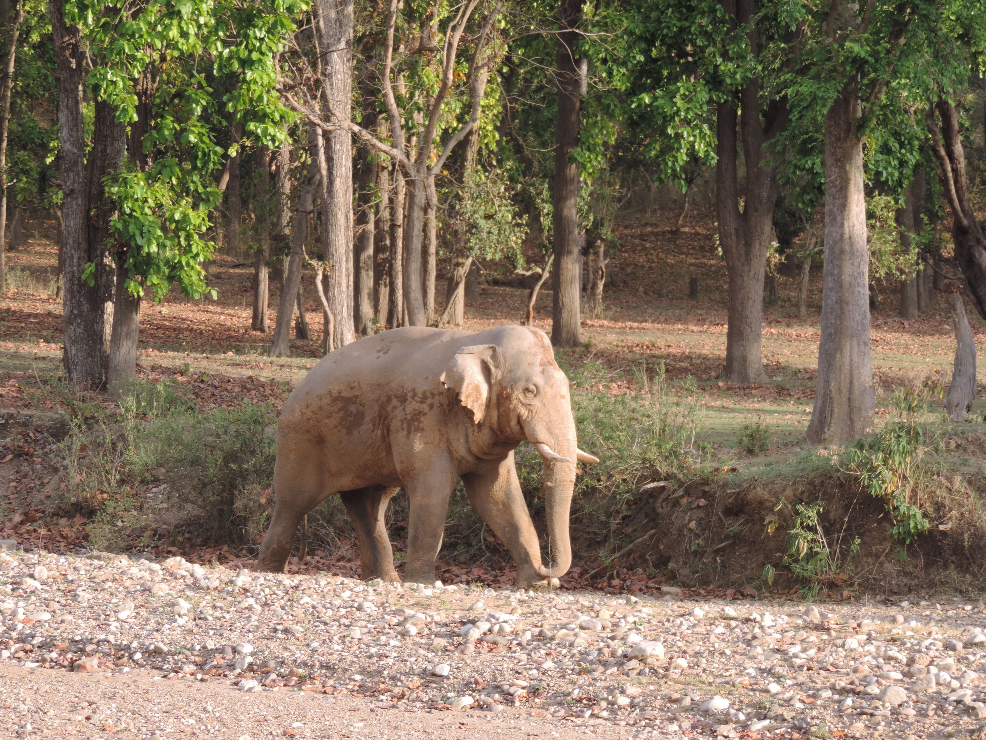 RAJAJI NATIONAL PARK/TIGER RESERVE SAFARI: All You Need To Know BEFORE ...