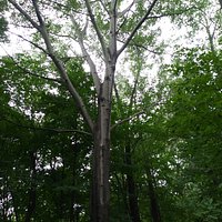 Very large trees in the park!