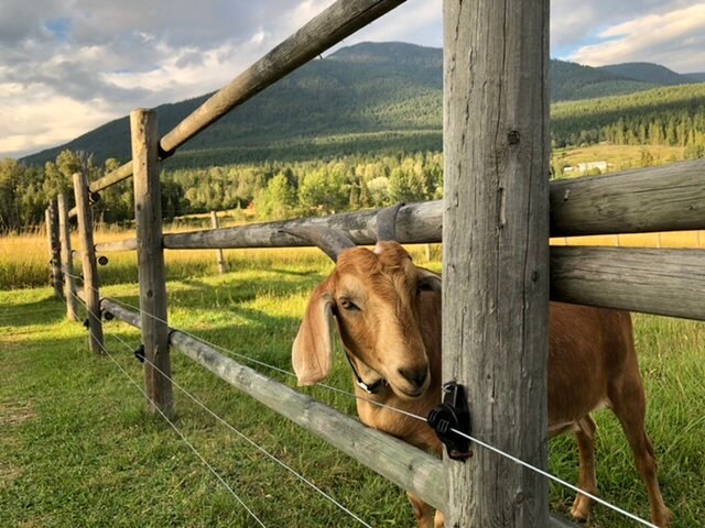 BROUSE CREEK B&B - Updated 2024 Reviews (Nakusp, British Columbia)