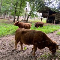 Von Greifvögeln über Schwarzstörche bis hinzu Dammwild, Wildschweine, Thüringische Ziegen und Schottischen Hochlandrinder