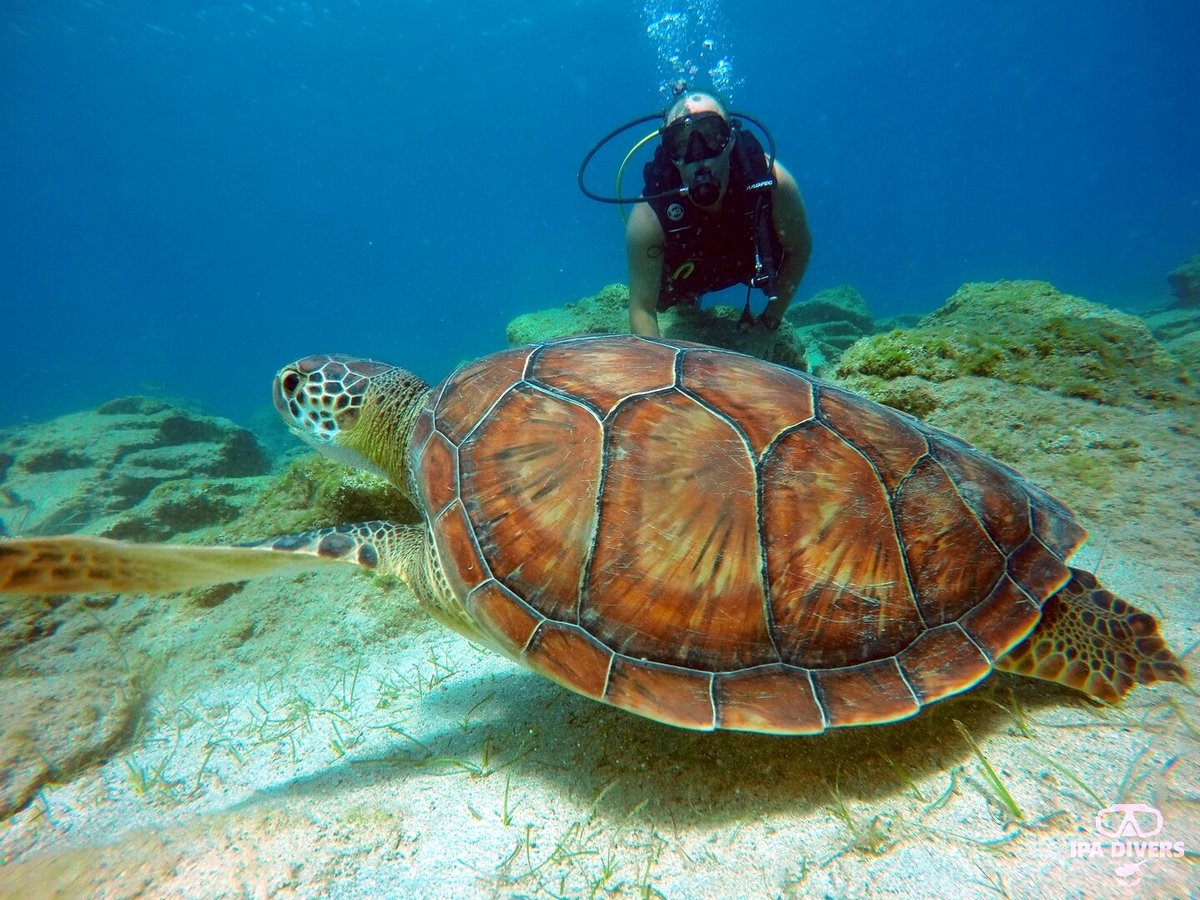 Ipa Divers Cyprus Protaras 2023 Lohnt Es Sich Mit Fotos