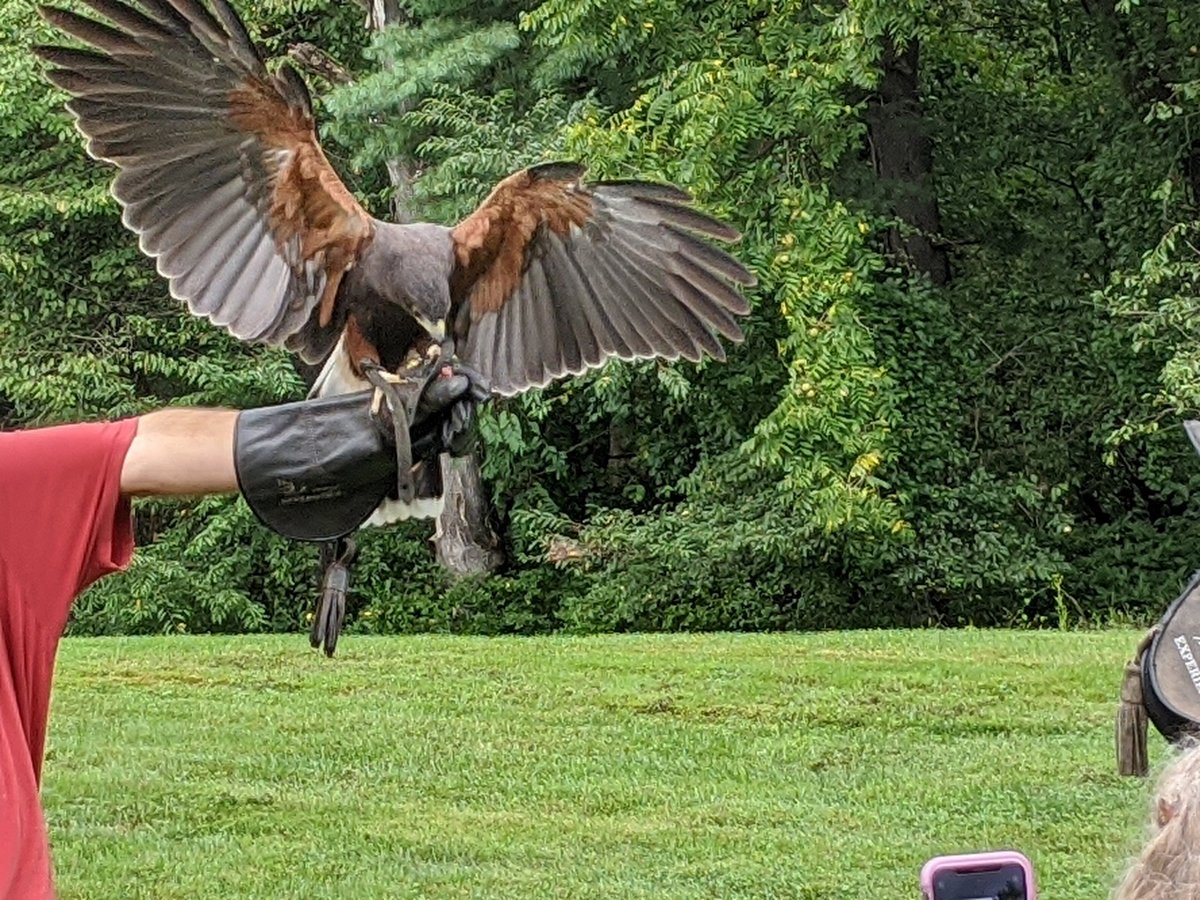 Brief foray into eagle aviary sees excitement build. - Elite Falconry