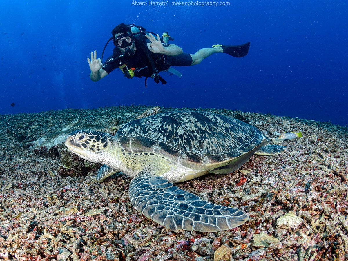 Blue Marlin Dive Gili Trawangan, Остров Гили-Траванган: лучшие советы перед  посещением - Tripadvisor