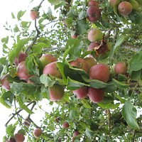 pommier
