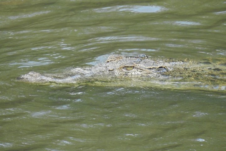 2024 (Singapore) Wildlife at Sungei Buloh Wetland Reserve