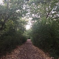 Woodchip paved trail