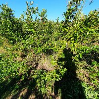 Walden Berries