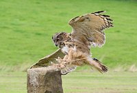 Review: Five reasons to visit the National Centre for Birds of Prey