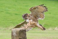 Opening Times & Prices for the National Centre for Birds of Prey