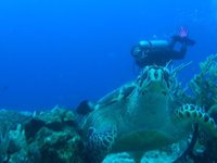 Agua Clara diving Cozumel (San Miguel de Cozumel) - All You Need to Know  BEFORE You Go