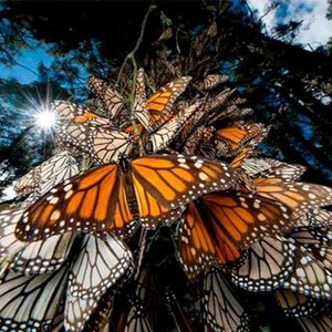 BIOSFERA DE RESERVA DE LA MARIPOSA MONARCA ARIZONA ESTADOS UNIDOS