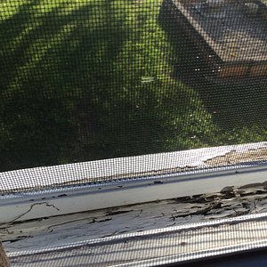 Dry rot on window frames