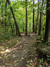 Escape to Enchantment: A Guide to Illinois' White Pines Forest State Park