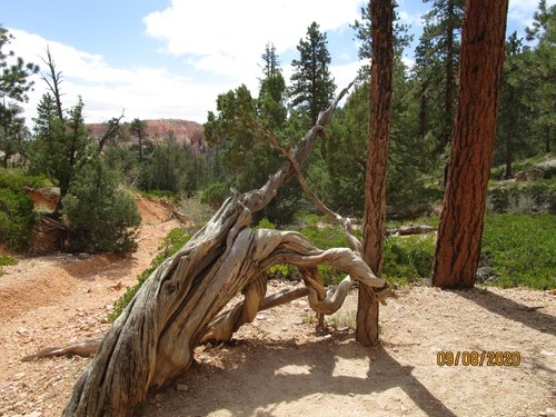 Bryce Canyon National Park review images
