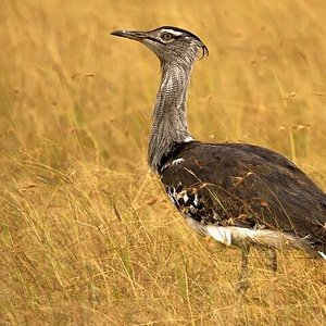 Kutch Desert Wildlife Sanctuary - All You Need to Know BEFORE You Go