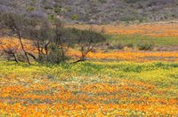 Namaqua National Park (Northern Cape) - All You Need to Know BEFORE You Go