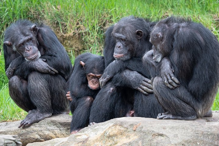 (Murchison Falls National Park) Safari De 7 Jours Sur Les Chimpanzés Et ...