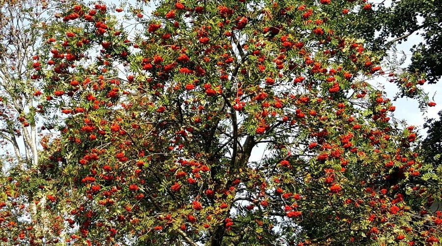 Sorbo degli uccellatori  (Sorbus Acuparia) ai Piani d'Erna (10 Settembre 2020)