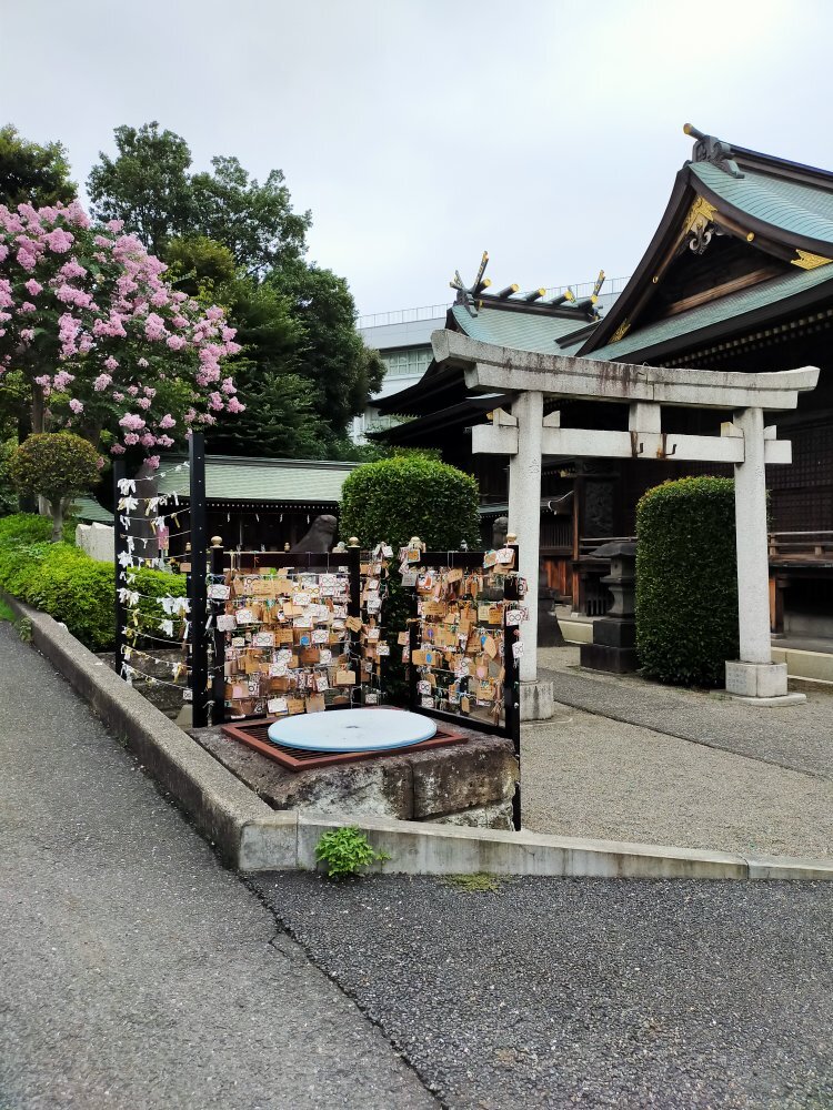 ネモフィラ観賞：昭和記念公園の蒼月草と花の丘 | TikTok