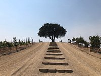 Pear Valley Vineyard (Paso Robles) - All You Need to Know BEFORE You Go