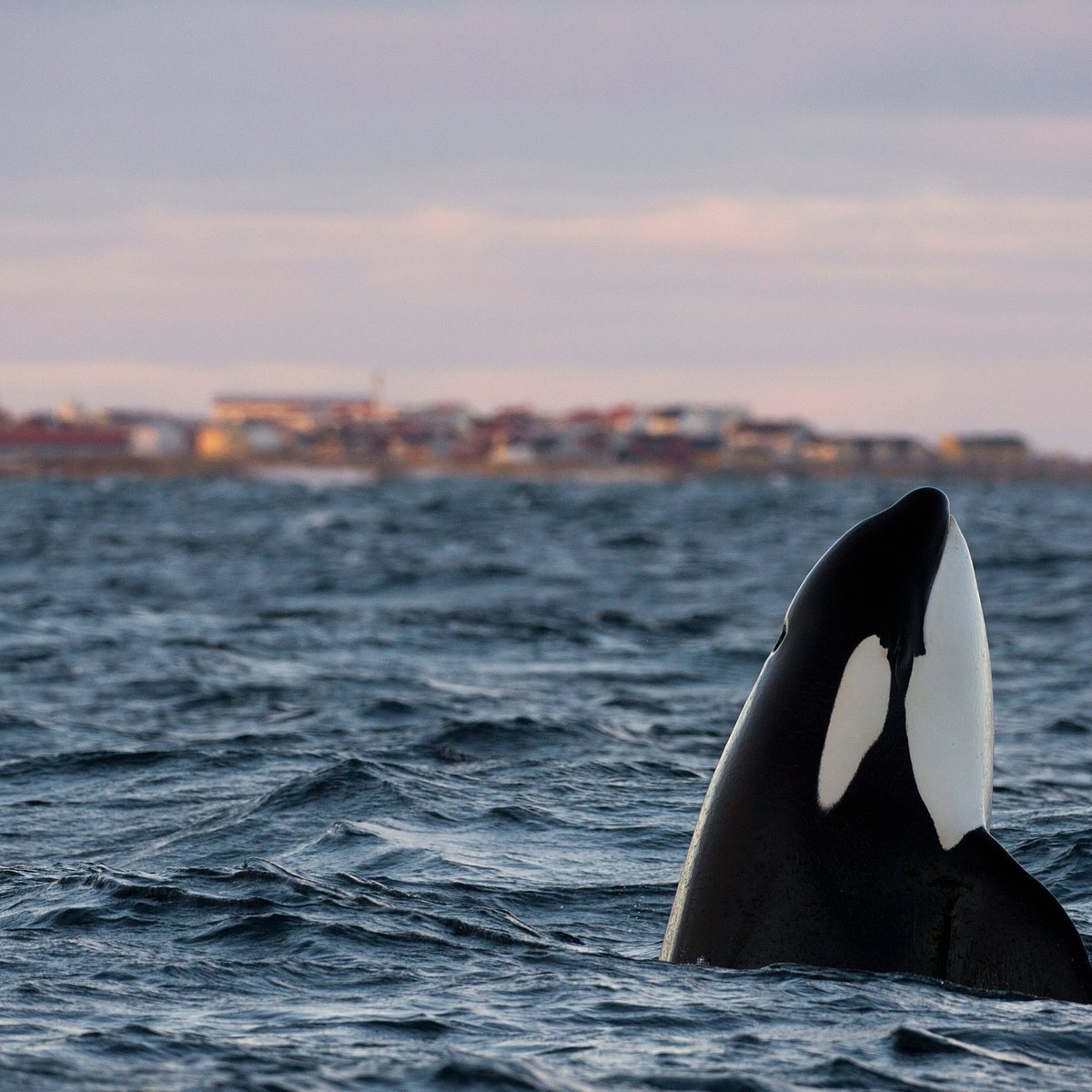 sea safari andenes