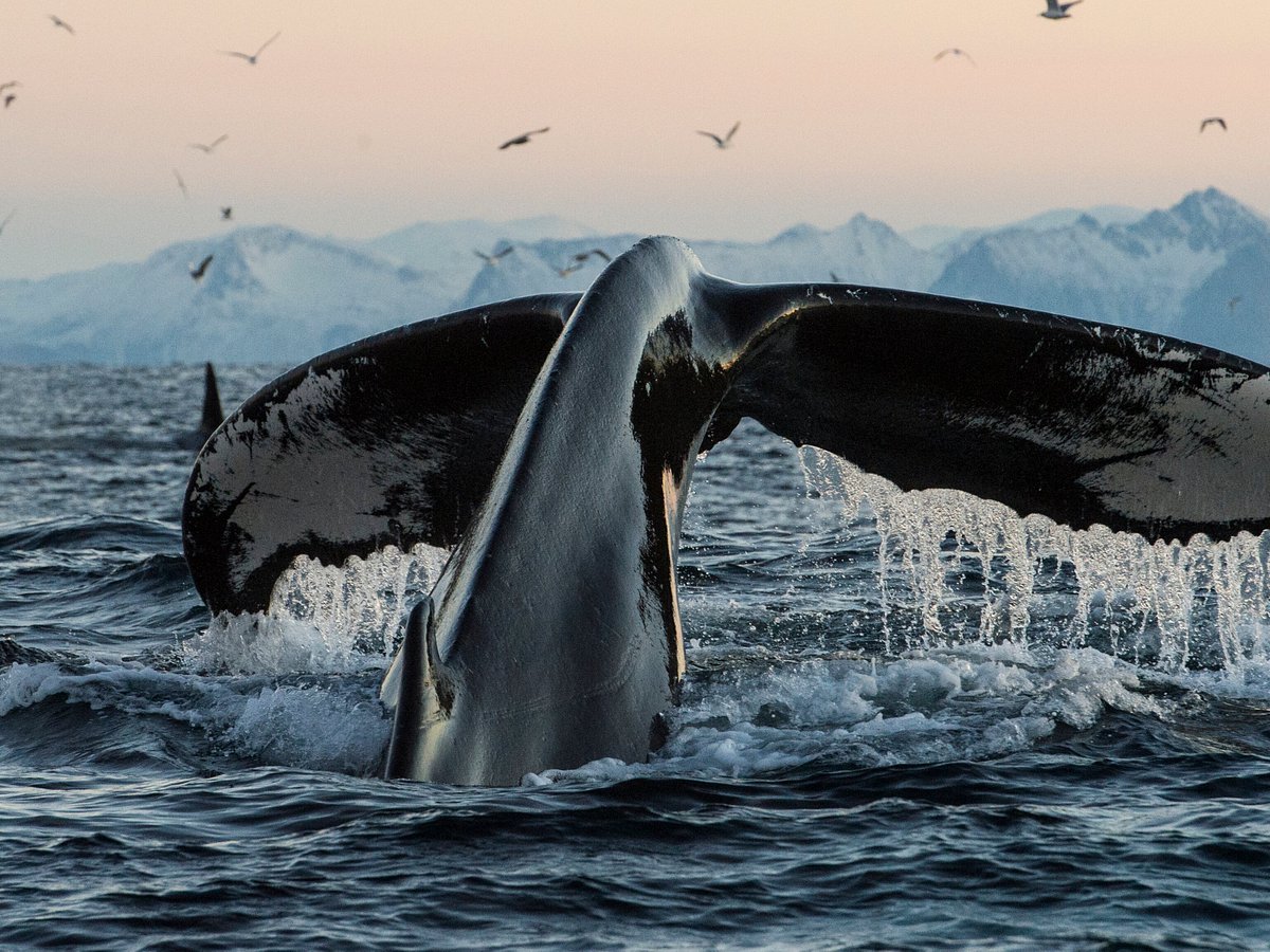 sea safari andenes