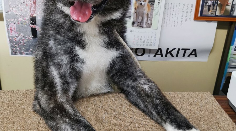 受付担当スバル