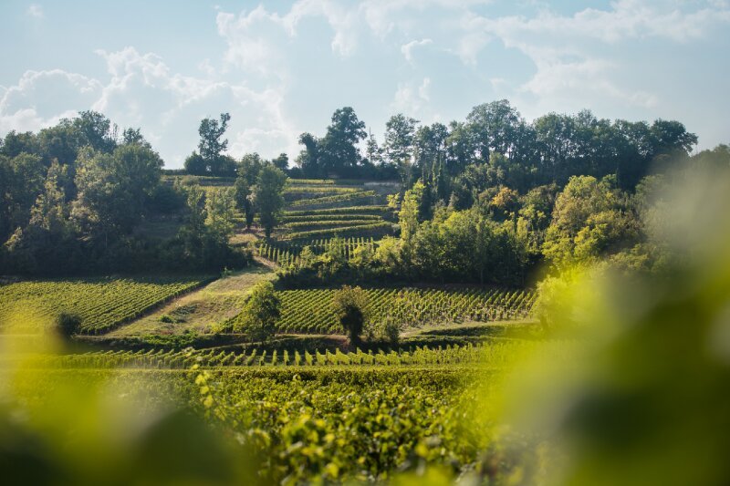 Chateau des Bertins 2019 Bordeaux – Irish Tipple