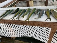 Captain Andrew had us on the fish! - Picture of Hillbilly Hookers Key West Fishing  Charter, Stock Island - Tripadvisor