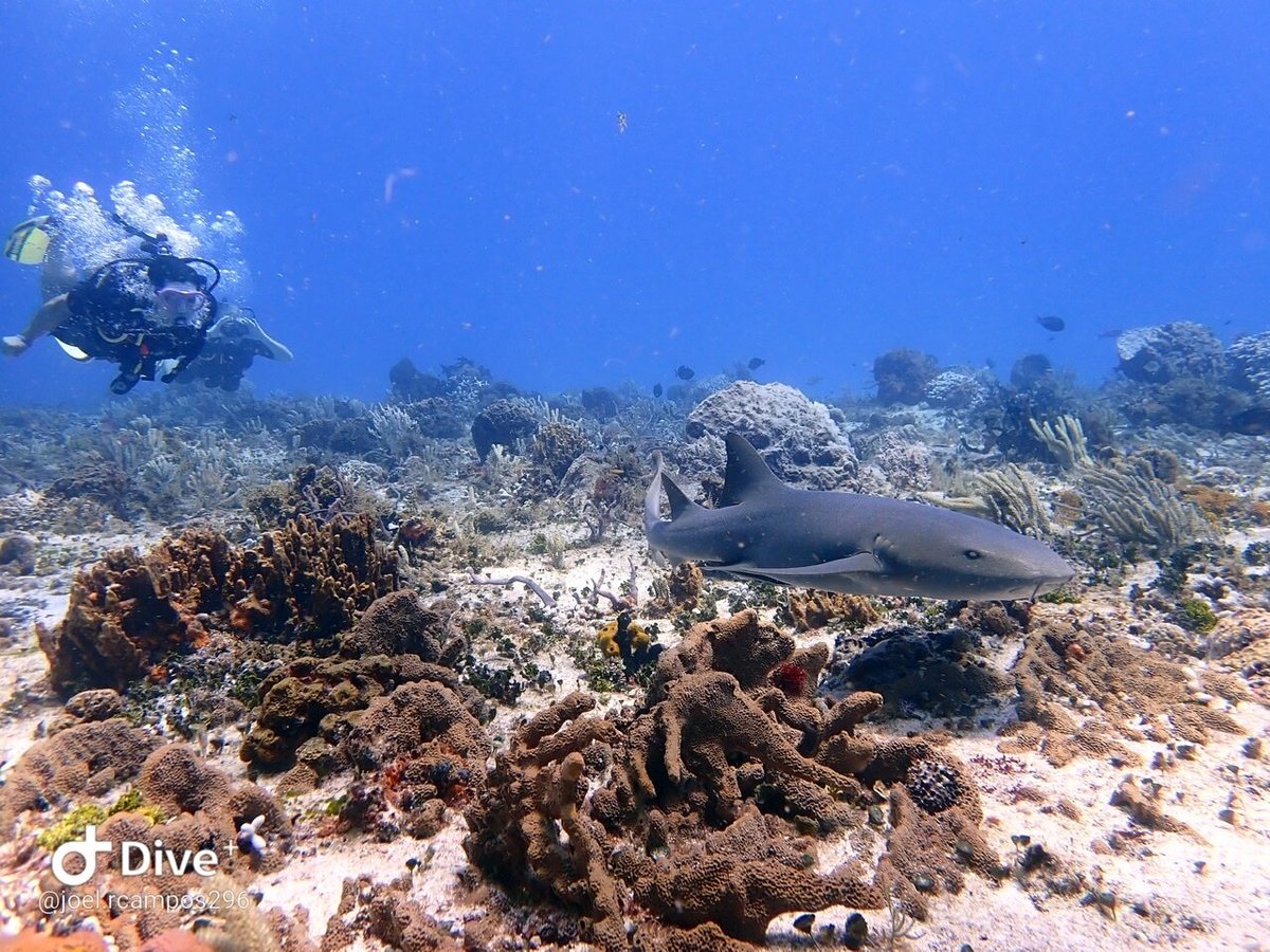 Deep Blue Scuba Diving (Cozumel) - All You Need to Know BEFORE You Go