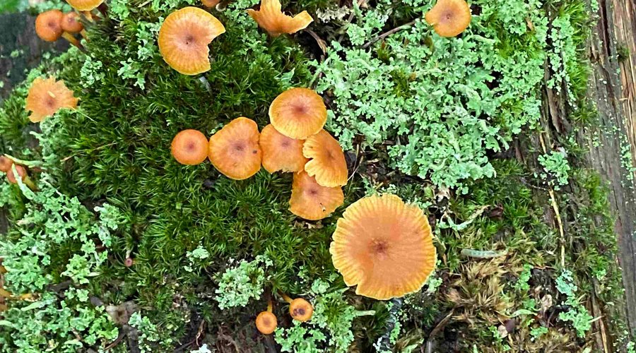 Mushrooms and moss in nearby Regional Park.