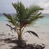 Mohamed M