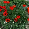 FleurduQc1