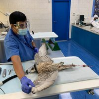 Abu Dhabi Falcon Hospital - All You Need to Know BEFORE You Go