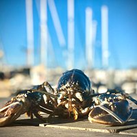 Homard Bleu du vivier