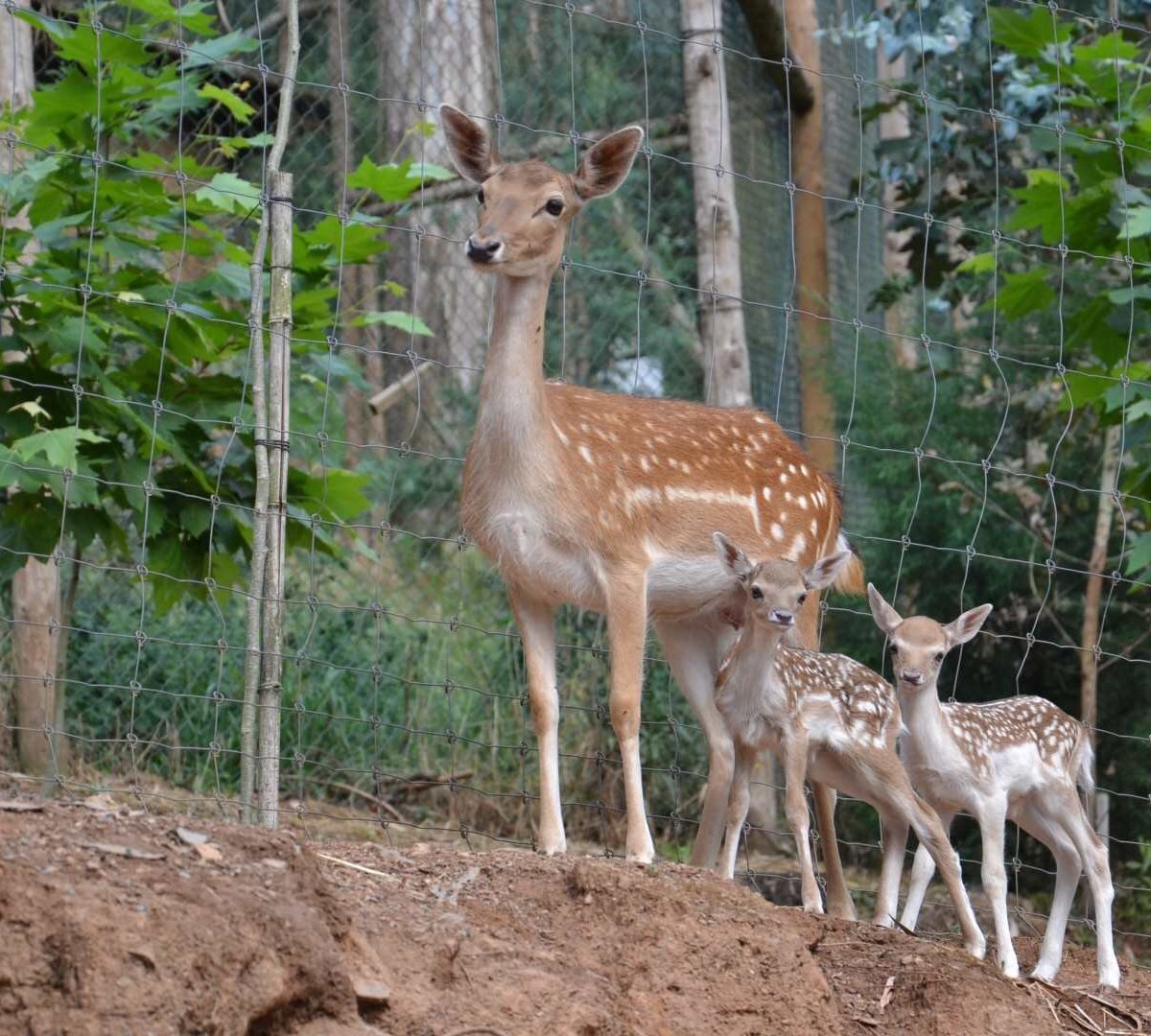 O cavalheiro da dama do parque