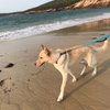 travelingwithchamp