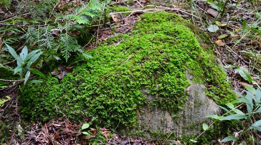Nice mossy rock