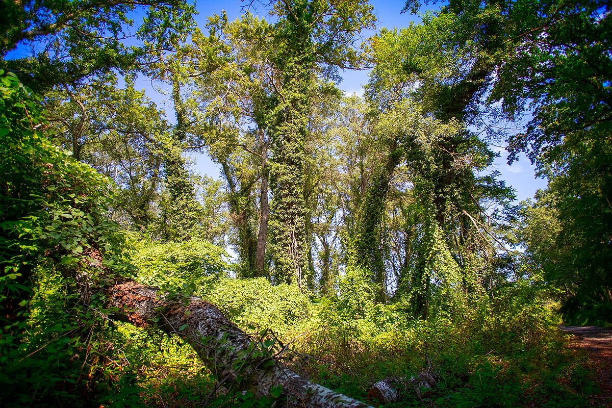 Лиановый лес дербент. Самурский лес. Лиановый лес Самурский лес. Самурский парк. Самурский реликтовый лес.