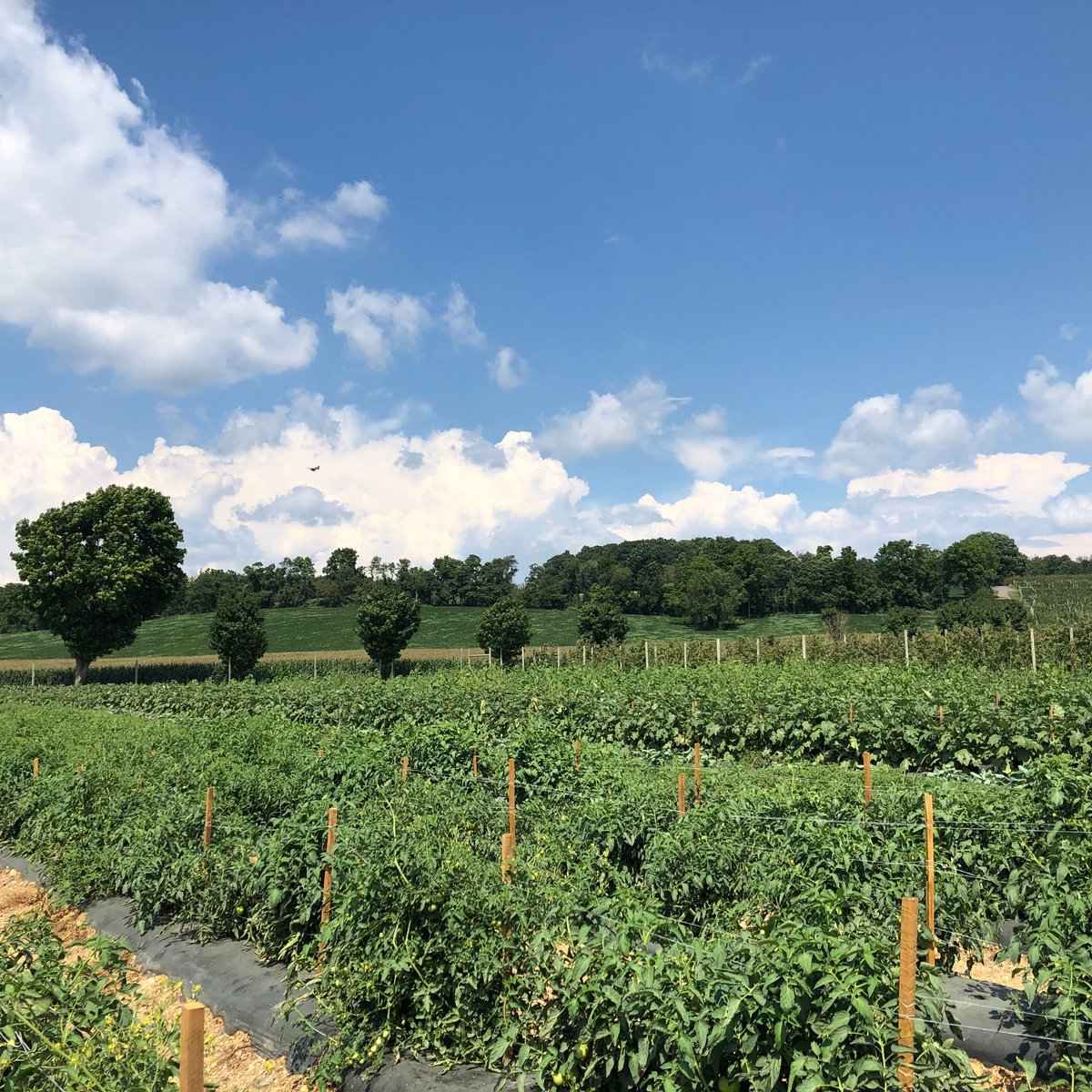 top 93+ Pictures grim’s orchard & family farms photos Sharp