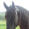 Frederique R