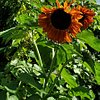 Lynda_Luc1486818